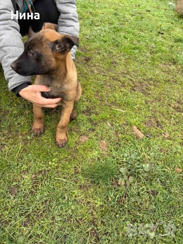 Белгийска овчарка