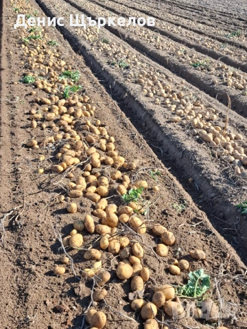 Картоф-СОРАЯ 0.30е, снимка 2 - За селскостопански - 54251552