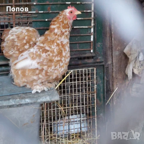 Продавам мини кохин, снимка 8 - други­ - 51324901