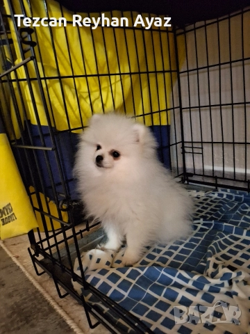 мини померан, снимка 3 - Померан - 51899268