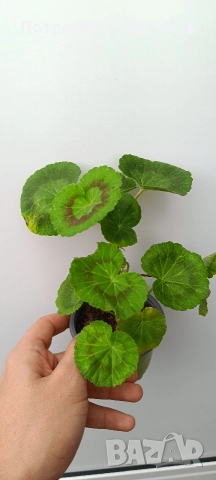Pelargonium malloca , снимка 2 - Стайни растения - 52988007