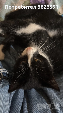 Подарявам мъжkо котенце на 4 месеца - Батман, снимка 9 - Други - 51780705