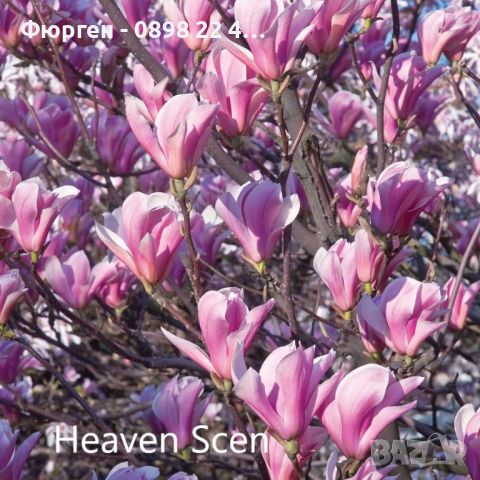 Магнолия - Magnolia НАЛИЧНИ 14 ВИДА Студоустoйчиви, снимка 10 - Градински цветя и растения - 28046229