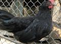 Продавам сиви и черни кокошки, снимка 3