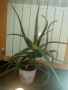 Голямо дървовидно лечебно алое-80см.височина , снимка 9