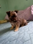 Чихуахуа момчета , снимка 3