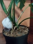 Monstera Tha, снимка 3