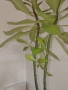 Каучуково дърво (Euphorbia Synadenium) - саксийно растение. , снимка 3