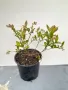 Боровинка (Синьо Злато)/Vaccinium Blue gold, снимка 11
