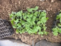 Разсад краставици, снимка 4