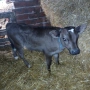 Телета , снимка 3