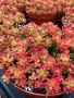 Седум Коралов килим, Sedum album Coral Carpet, снимка 3