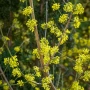 Едроплоден дрян (Cornus mas 'Jolico'), снимка 3