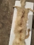Продавам препарирана лисица, снимка 3