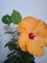 хибискус , снимка 2