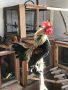 Две едногодишни двойки декоративни петлета и кокошки, които живеят заедно!, снимка 3