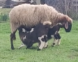 Продавам овце с агнета, снимка 4