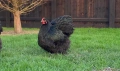 Продавам черен Орпингтон. , снимка 9