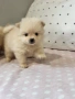 Померан , снимка 4