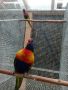 Работещи двойки папагали многоцветно лори., снимка 1
