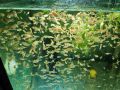 Златни рибки "Оранди", снимка 10