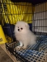 мини померан, снимка 3