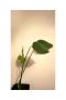 Монстера , снимка 1 - Стайни растения - 45995253