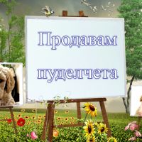 Продавам пуделчета, снимка 1 - Пудели - 45407086