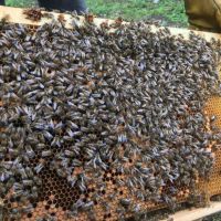 Пчелни отводки, снимка 2 - За пчели - 44138295