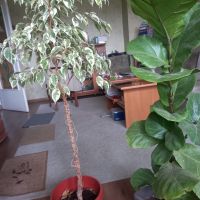 Фикус лирата, бенджамин шарен 125 см, снимка 4 - Градински цветя и растения - 35502259