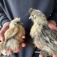 Пилета Копринки, снимка 3 - Кокошки и пуйки - 45596597