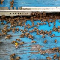 Промоция.Пчелни отводки 2023г призимувалимайки, снимка 1 - За пчели - 45114636