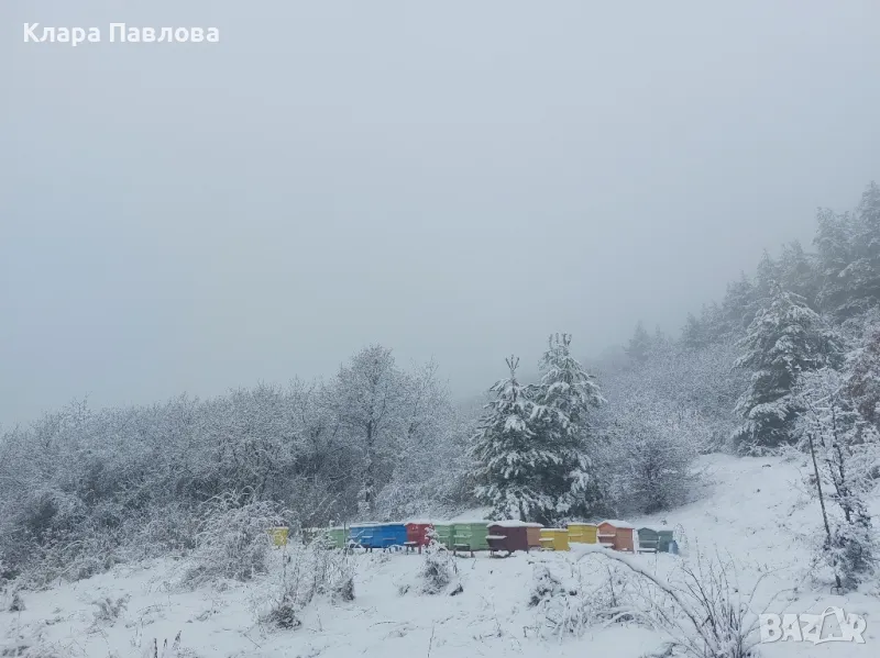 Пчелни отводки система Дадан Блат , снимка 1