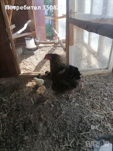 Катунска кокошка с 8 пилета, снимка 1