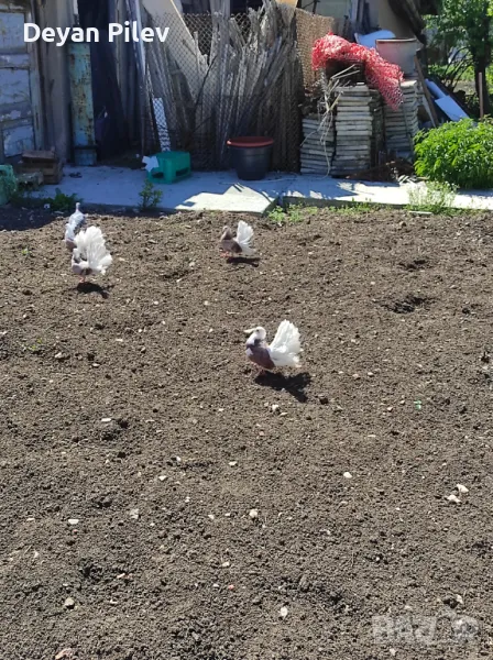 Продавам фенерлии , снимка 1