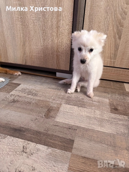 Немски мини щпиц, снимка 1