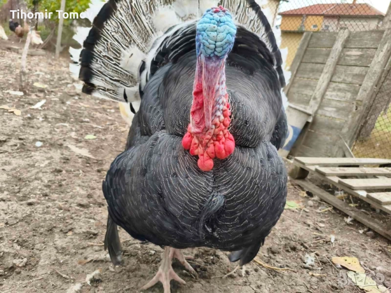 продавам домашно гледани пуйки пуяци , снимка 1