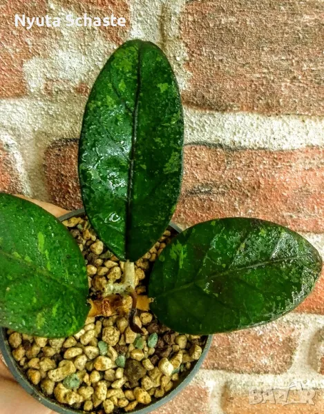 Hoya Sp. aceh splash Indonesia , снимка 1