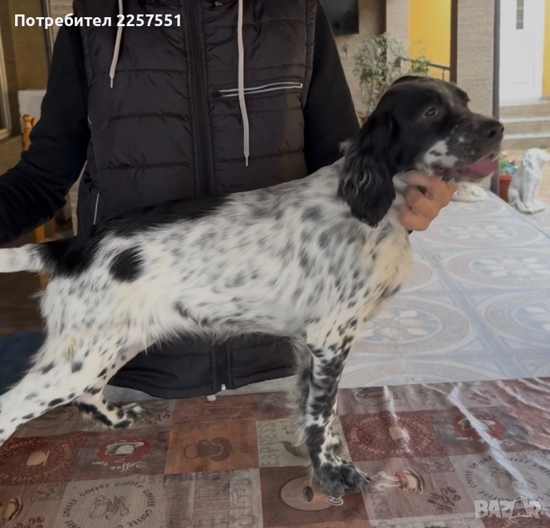 Английски сетер , снимка 1