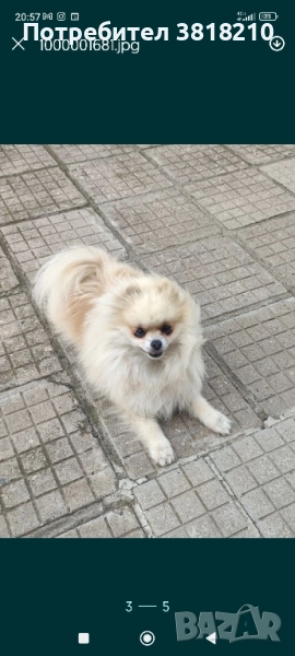 померан момиче, снимка 1