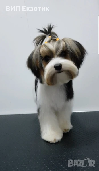 ПРОДАВА МОРКИ, снимка 1