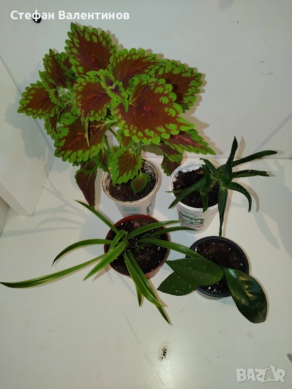 Стайни цветя- комплект Хоя+ Копривка+ Хлорофитум+ Алое , снимка 1