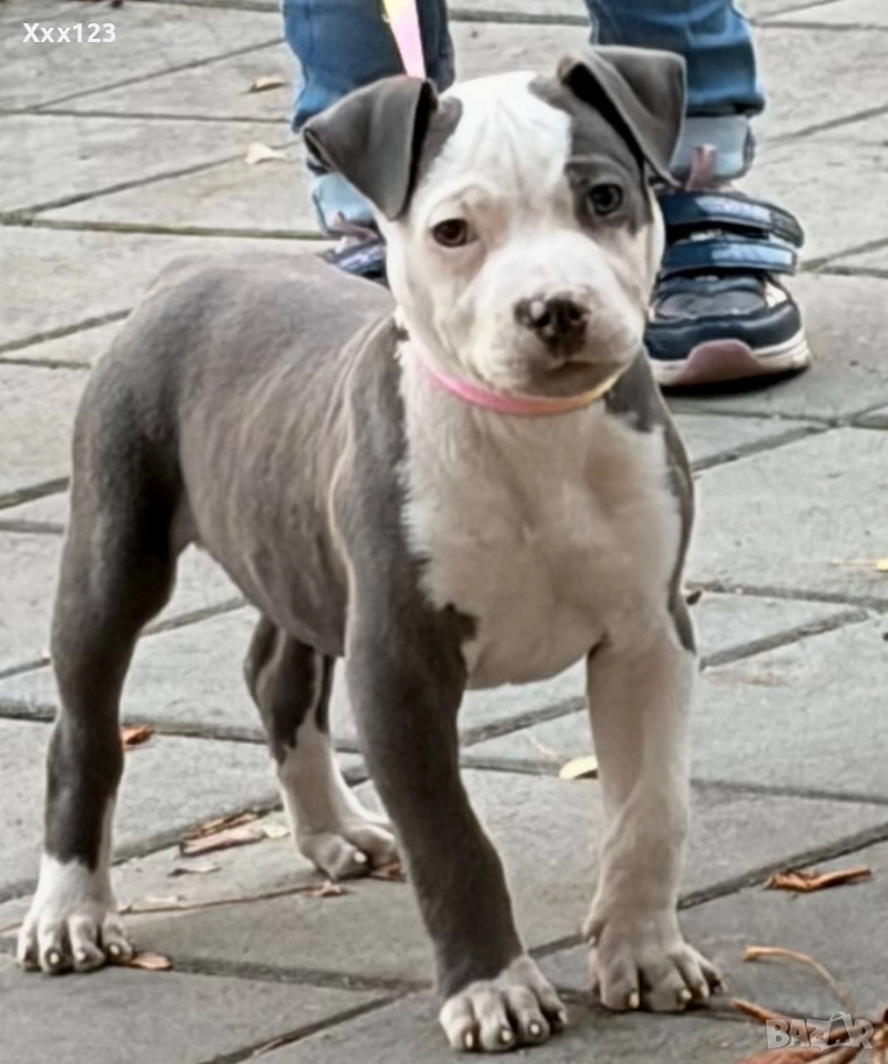 Американски питбул, снимка 1