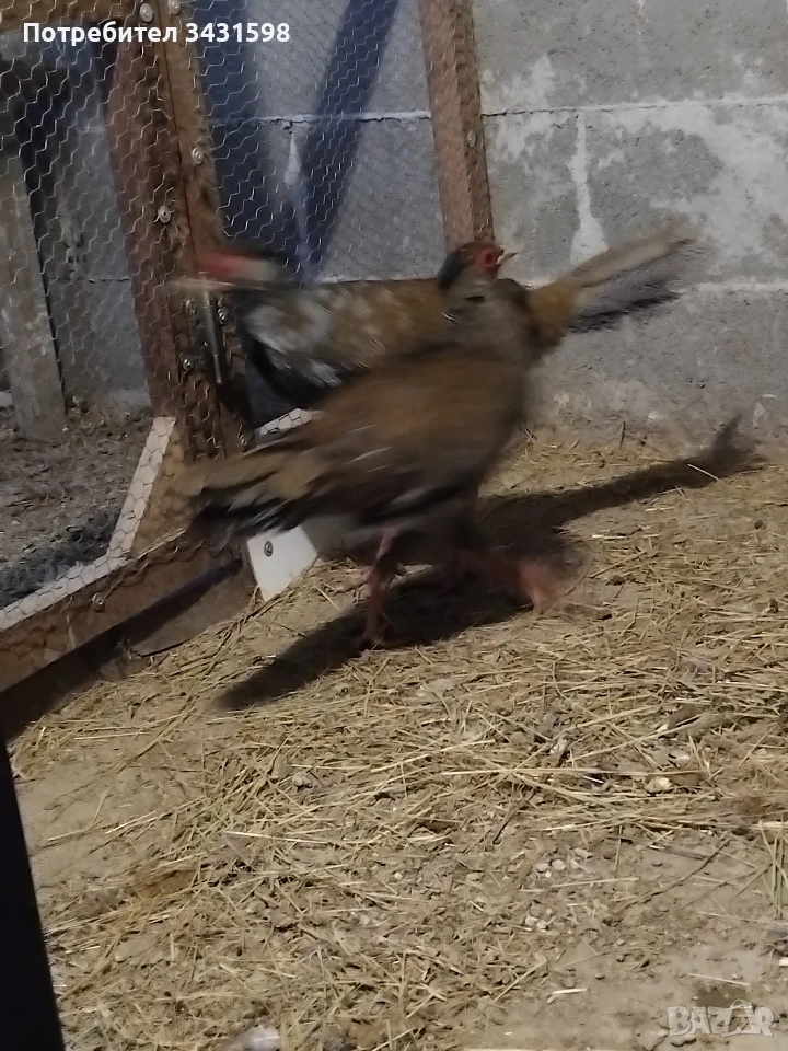 сребърни фазани , снимка 1