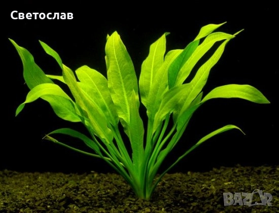 Аквариумни растения, снимка 1