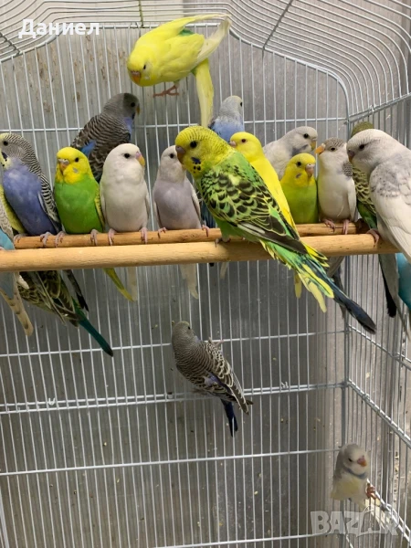 Вълнисти папагали, снимка 1