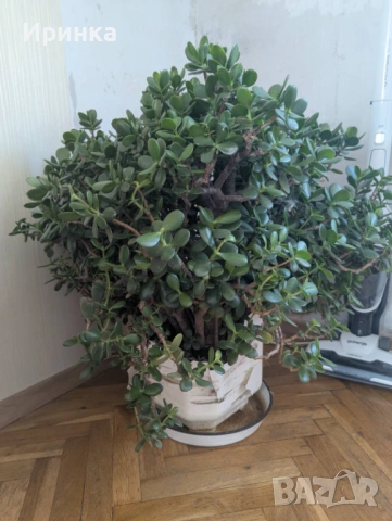 Дървото на живота -  Красула