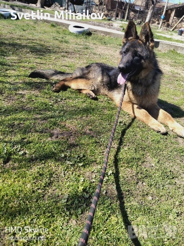 Продавам 7 месечна Женска Немска овчарка 