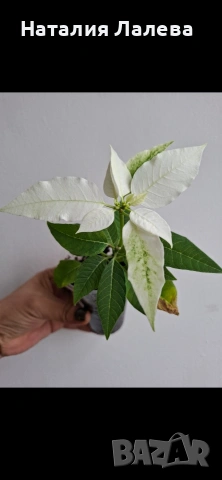 Бяла коледна звезда, euphorbia pulcherrima