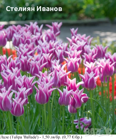Лале (Tulipa 'Ballade') - луковици